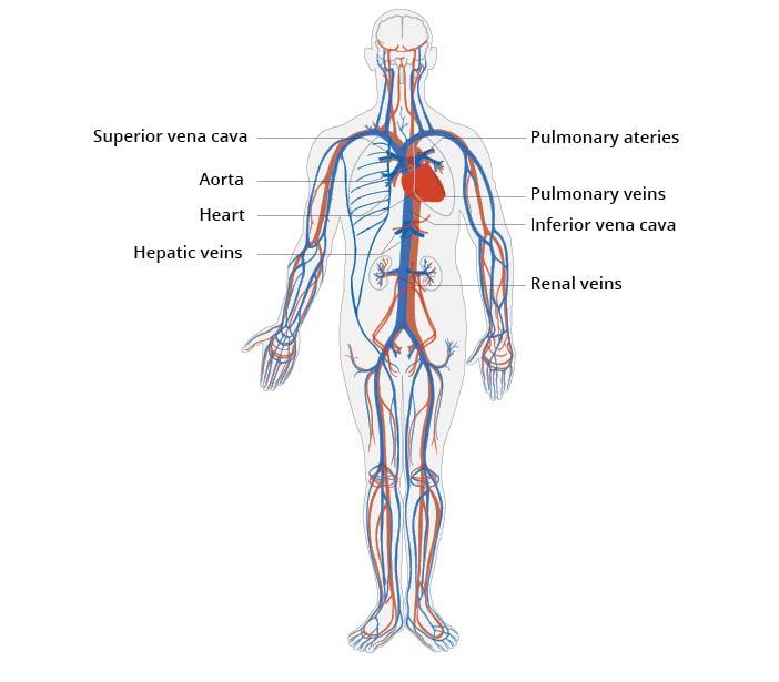 Illustration of the human cardiovascular system