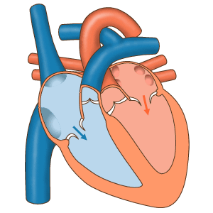 Illustration of the heart during the pumping action