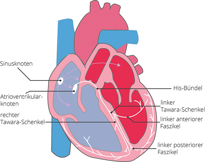 Ableitungssystem des Herzens