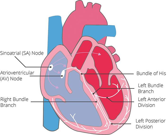 Electrocardiogram Ecg Cardiosecur