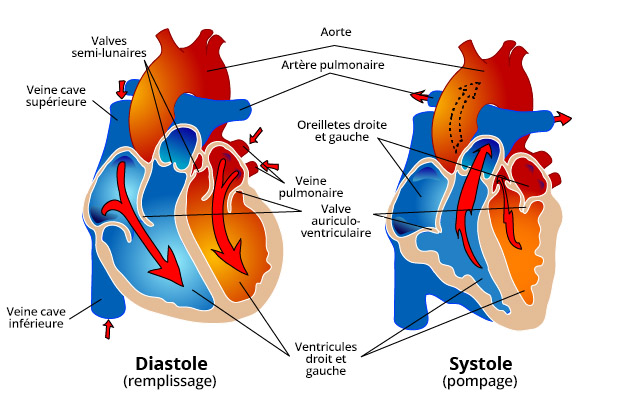 Représentation schématique d'un cœur sain en diastole et systole