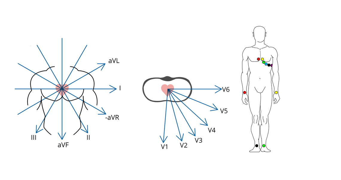 Image of spatial vectors of a 12-lead-ECG with the specified attachment points