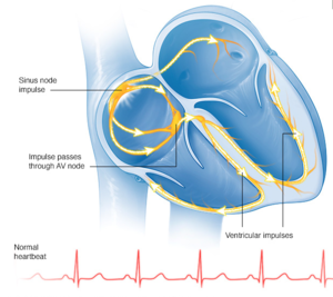 Schematische Darstellung des Weges der elektrischen Impulse durch den Herzmuskel 